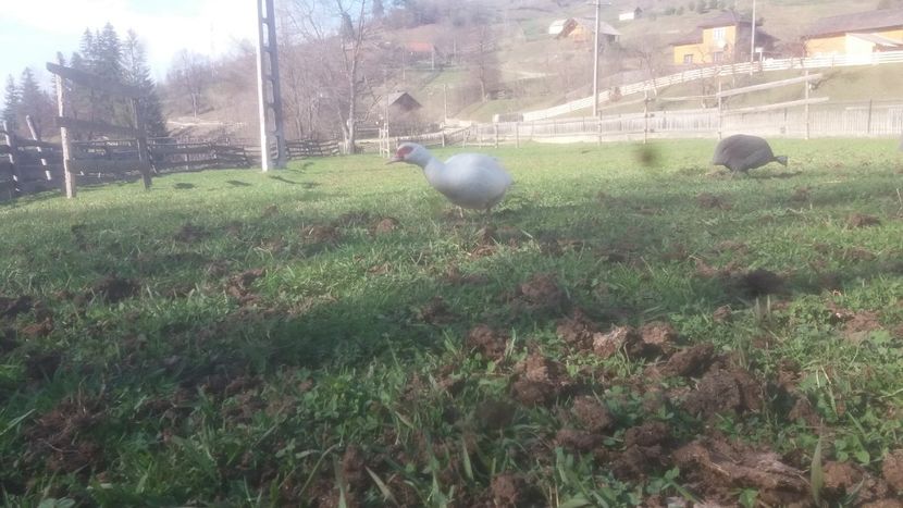  - 01 - Matca pentru 2018