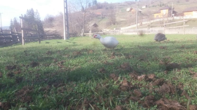  - 01 - Matca pentru 2018