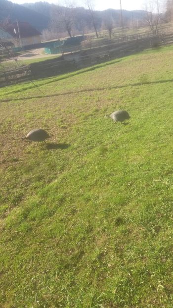  - 05 Arhiva Bibilici - Picheri