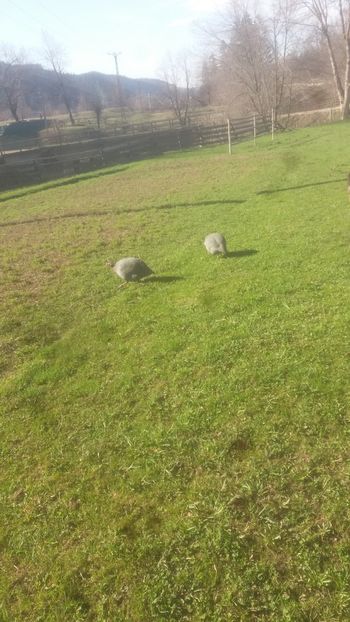 20180409_170527(0) - 05 Arhiva Bibilici - Picheri