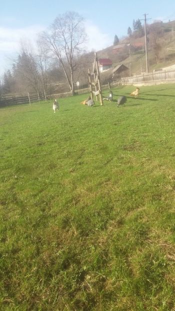20180409_170513(0) - 05 Arhiva Bibilici - Picheri