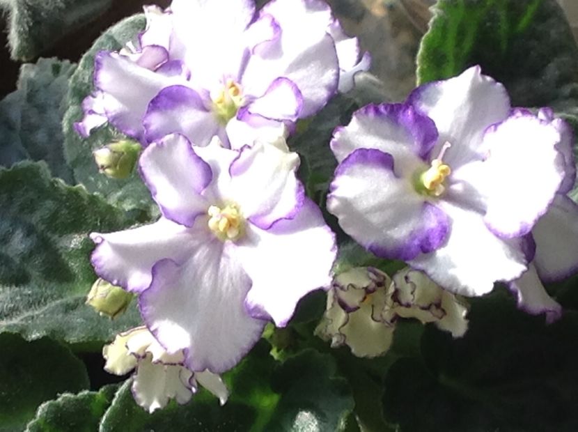  - Violete inflorirea de primavara 2018