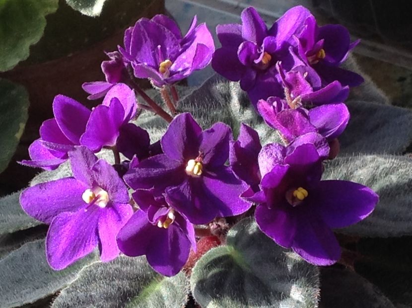  - Violete inflorirea de primavara 2018