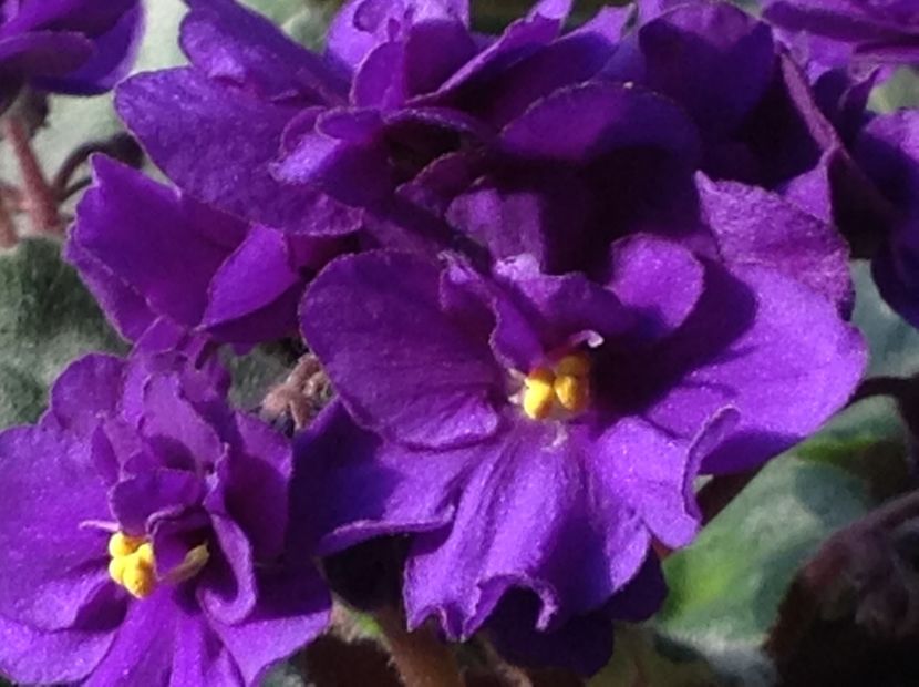  - Violete inflorirea de primavara 2018