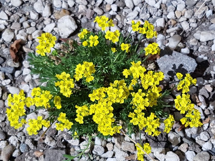 In fiecare zi apare ceva nou inflorit in gradina - Aprilie 2018