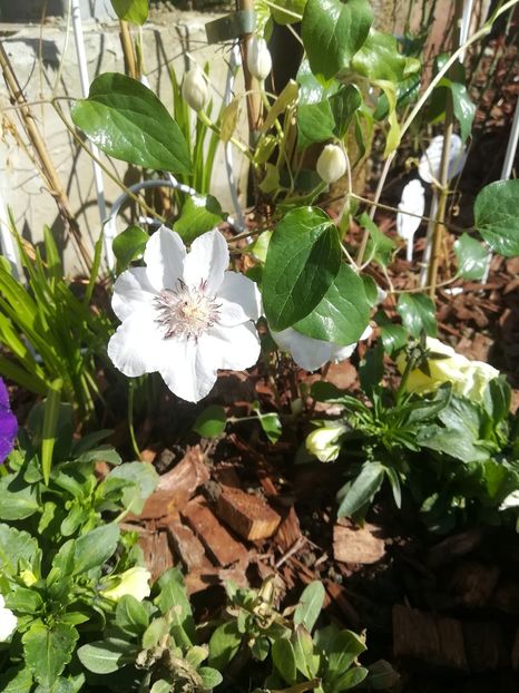  - Florile din curte