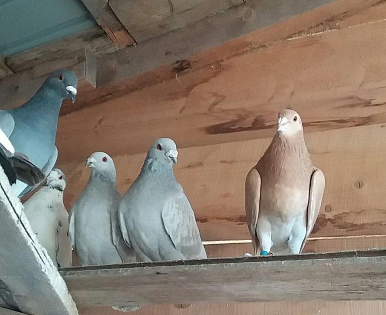 20180409_180418-1 - voiajori colorati matca 2018