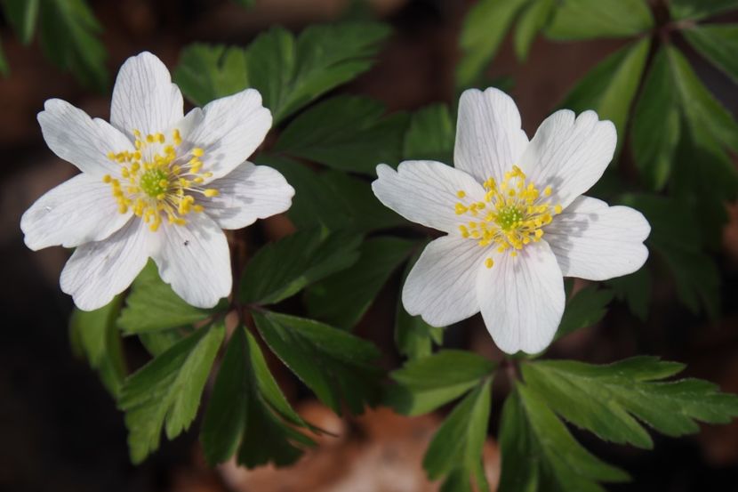 Pastita - 1 Gradina mea