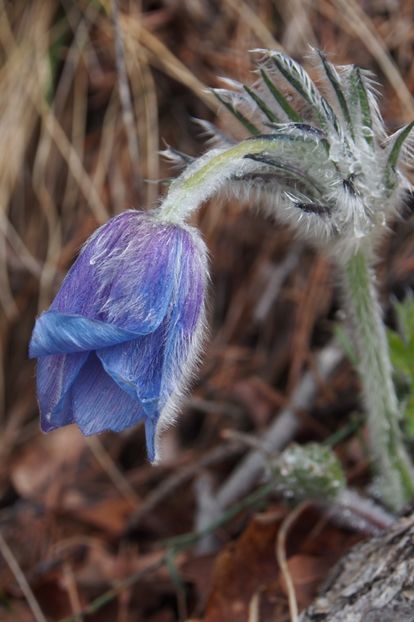 Deditel - 1 Gradina mea