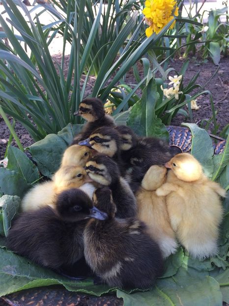  - BOBOCEI 2018 SAXONA SI ROUEN