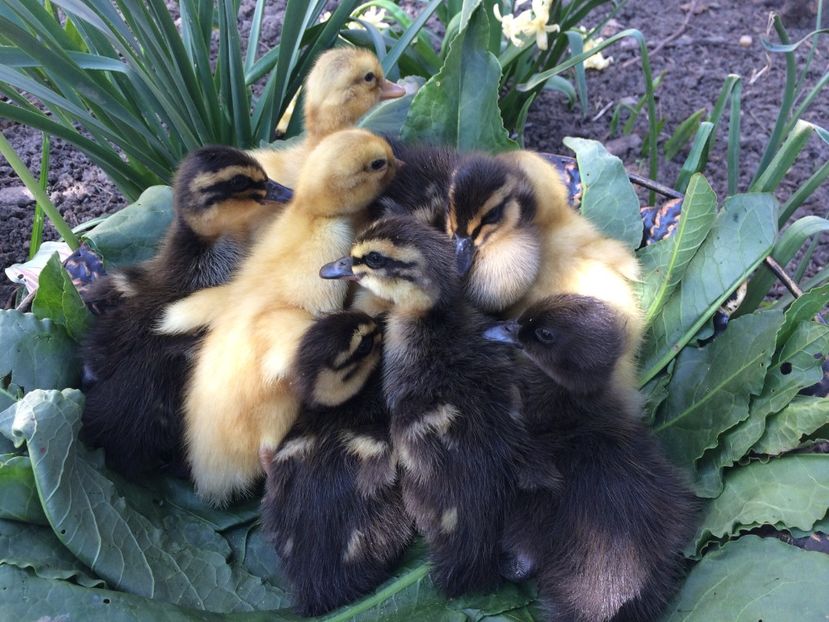  - BOBOCEI 2018 SAXONA SI ROUEN