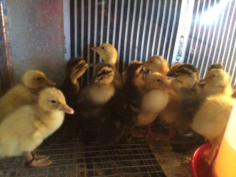  - BOBOCEI 2018 SAXONA SI ROUEN