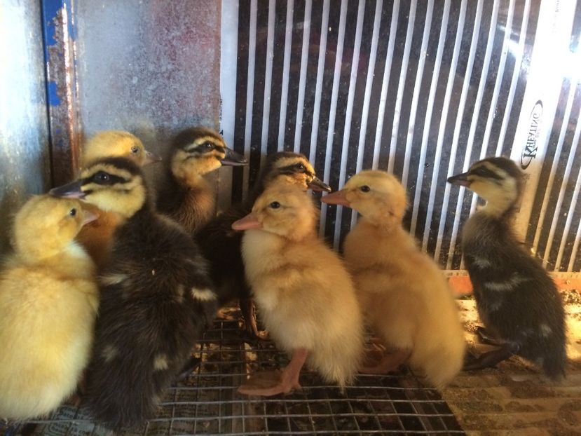  - BOBOCEI 2018 SAXONA SI ROUEN