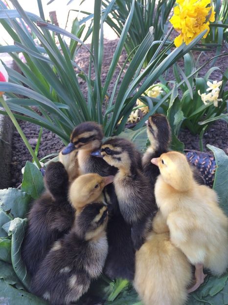  - BOBOCEI 2018 SAXONA SI ROUEN