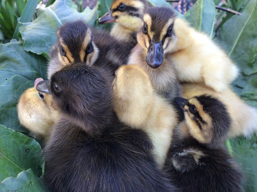  - BOBOCEI 2018 SAXONA SI ROUEN