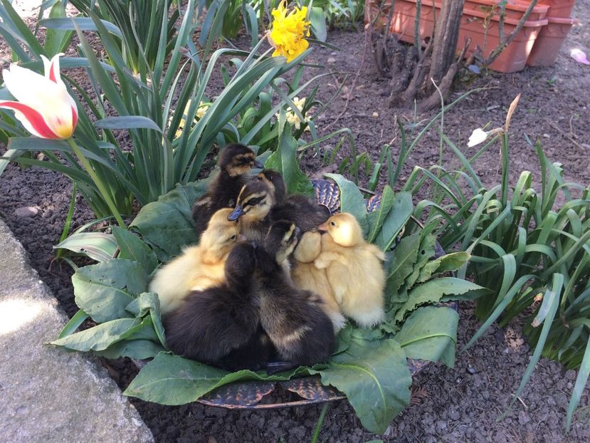  - BOBOCEI 2018 SAXONA SI ROUEN