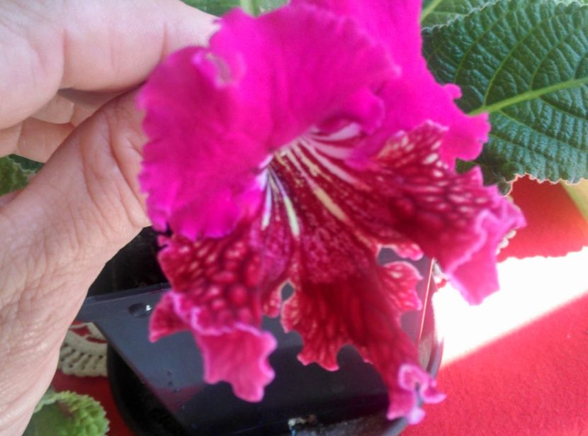  - Pola de la siqiiqis