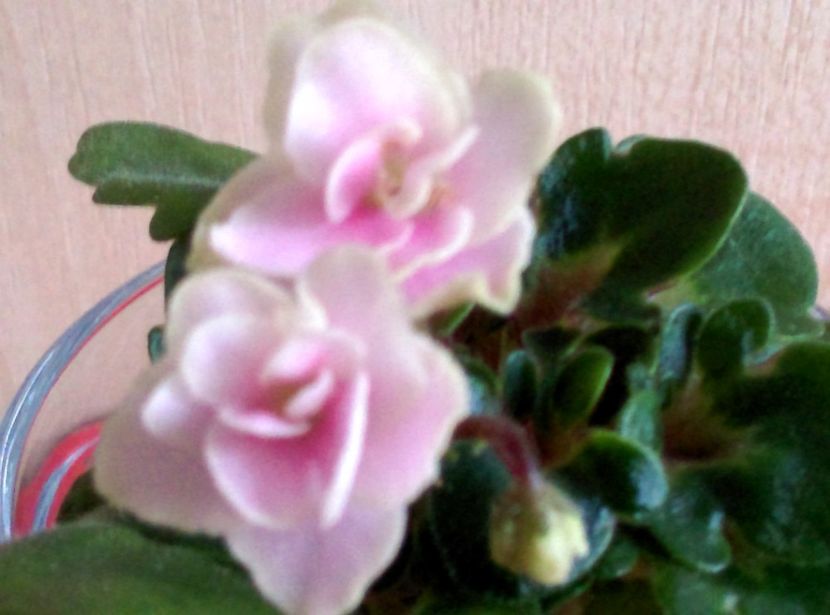  - Petite Blarney de la Lumibogza