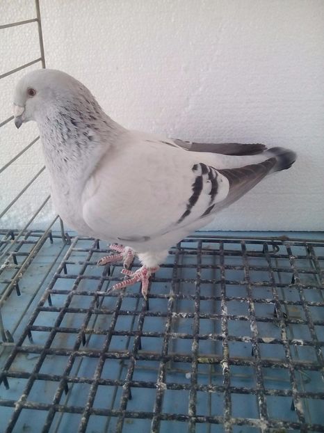 F-2014 - Porumbei Standard Sidefati