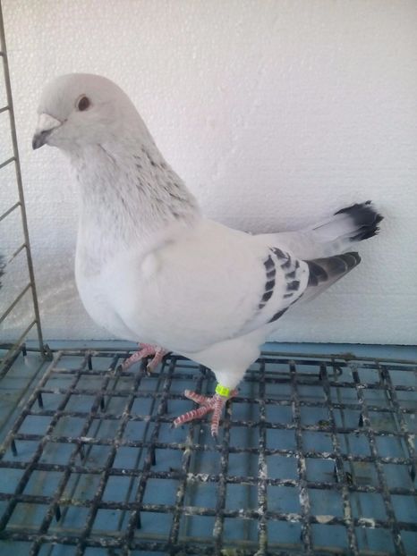 M-2017 - Porumbei Standard Sidefati