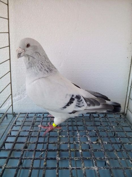 M-2011 - Porumbei Standard Sidefati