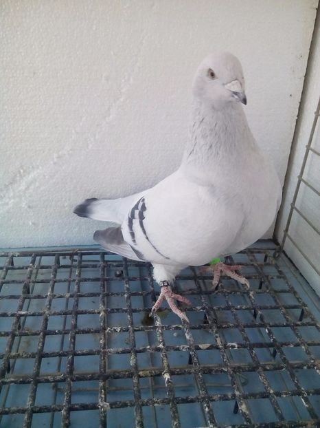 F-2016 - Porumbei Standard Sidefati