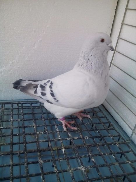 F-2017 - Porumbei Standard Sidefati