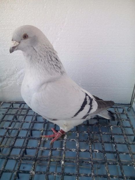 F-2015 - Porumbei Standard Sidefati