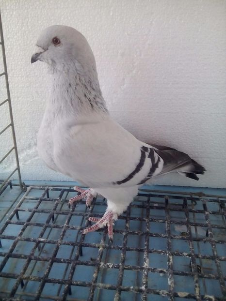 F-2015 - Porumbei Standard Sidefati