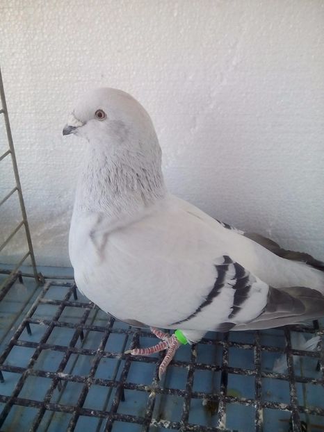 F-2017 - Porumbei Standard Sidefati