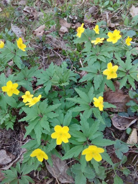  - AAAAA_PRIMAVARA_VARA 2018