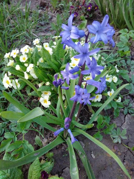  - AAAAA_PRIMAVARA_VARA 2018