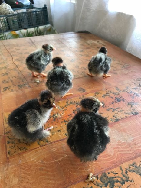 Puisori wiandotte golas - Puisori 2018