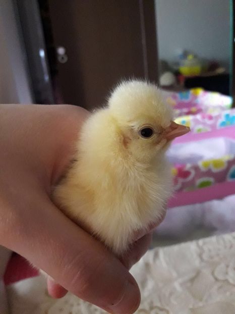 8FD5C1D8-6399-486A-9506-5D7F4CDE8486 - Puisori 2018