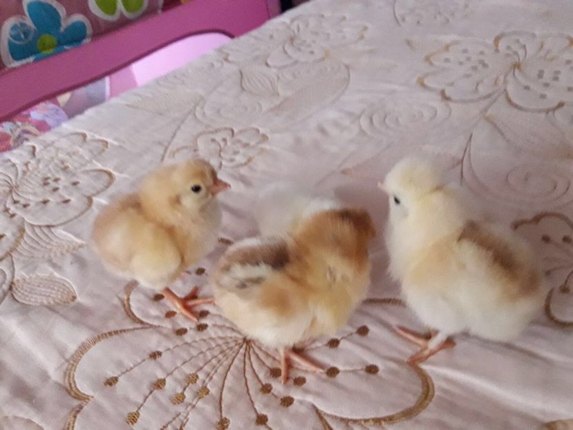 EC06375F-F957-4BD1-99BE-F9286A37AD4C - Puisori 2018