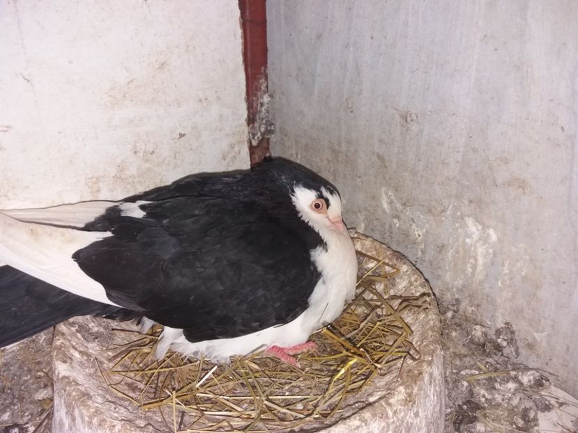  - 02 de prin volieră