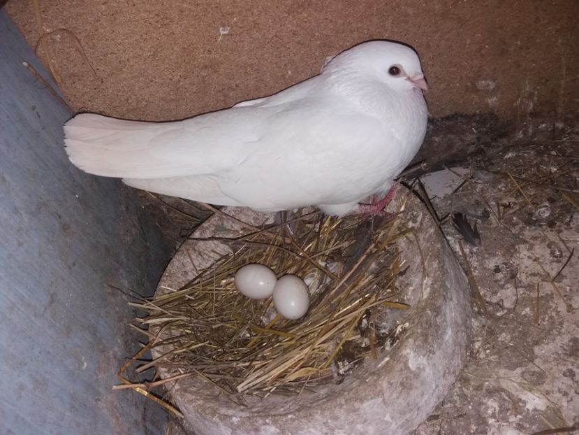  - 02 de prin volieră