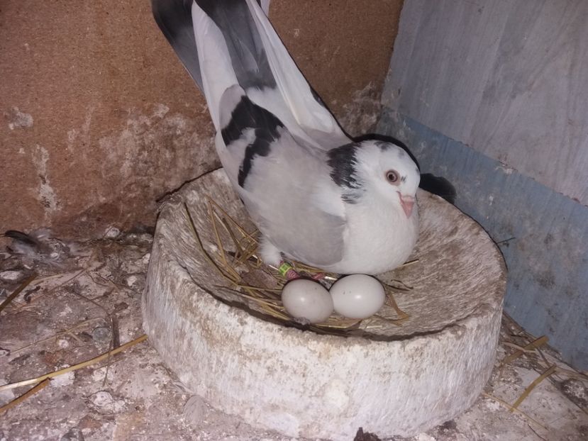  - 02 de prin volieră