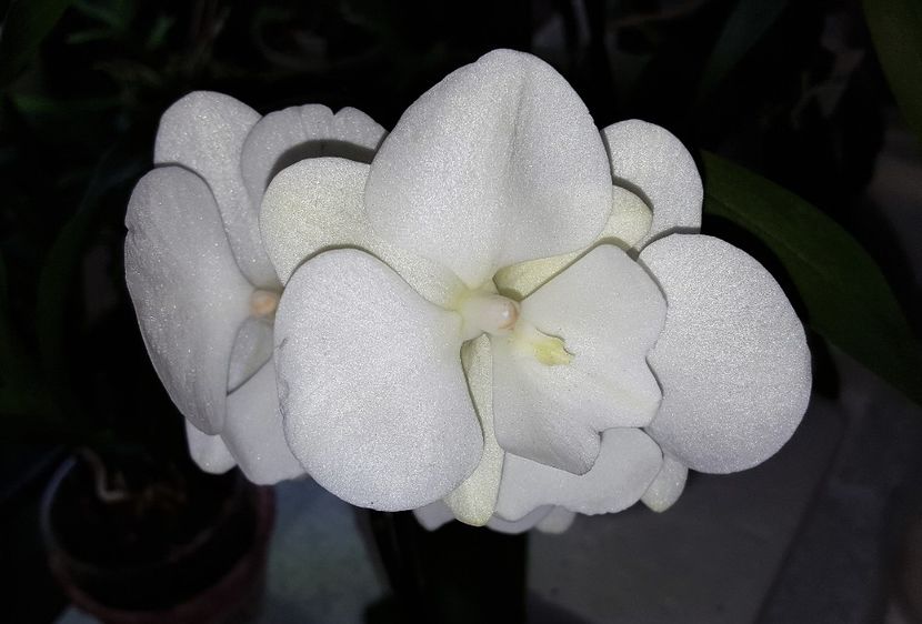 Big Lip Pure White - Phalaenopsis 1