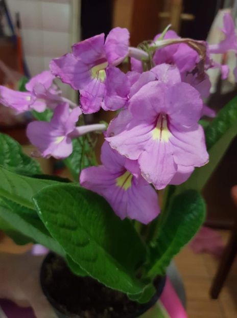 received_617350058612375 - STREPTOCARPUS