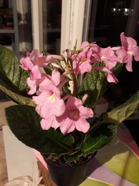  - STREPTOCARPUS