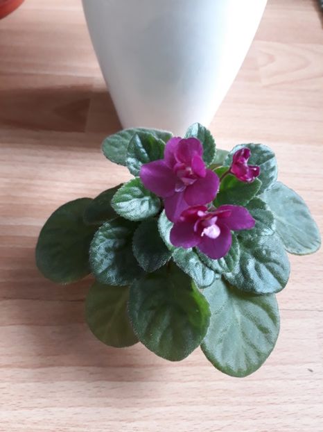 Violete Africane - Violete Africane