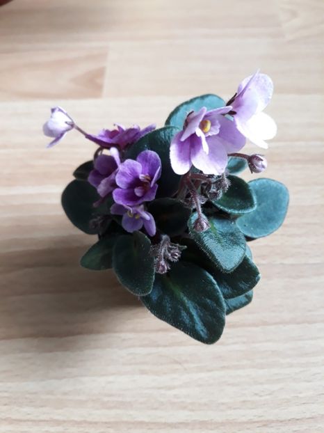 Violete Africane - Violete Africane