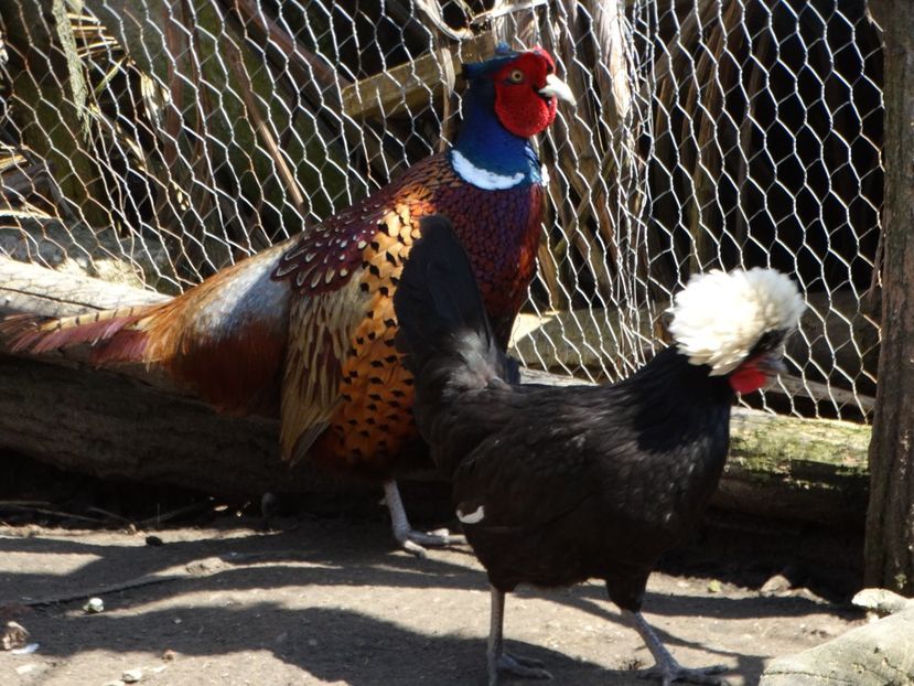  - Pasarile mele 2018