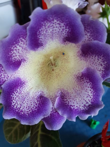 18-1 - gloxinia 2018