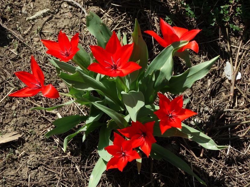  - Plante in gradina 2018