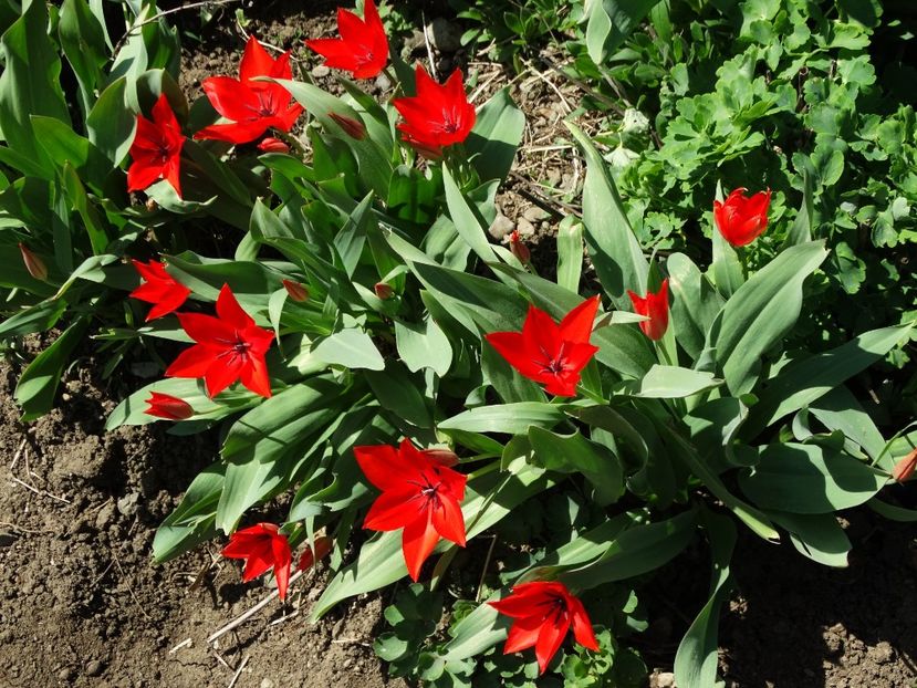  - Plante in gradina 2018