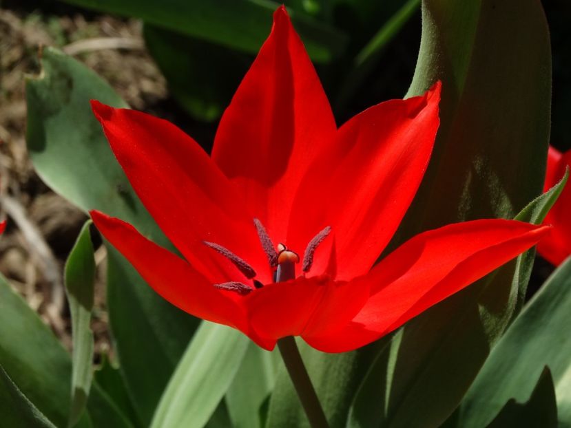  - Plante in gradina 2018