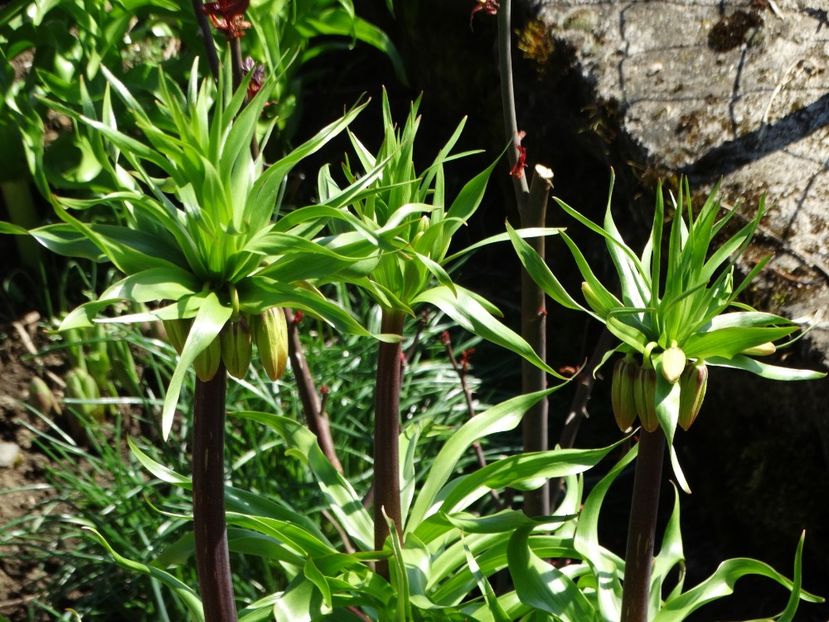  - Plante in gradina 2018