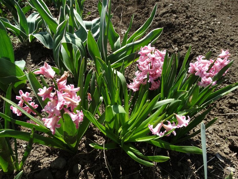  - Plante in gradina 2018